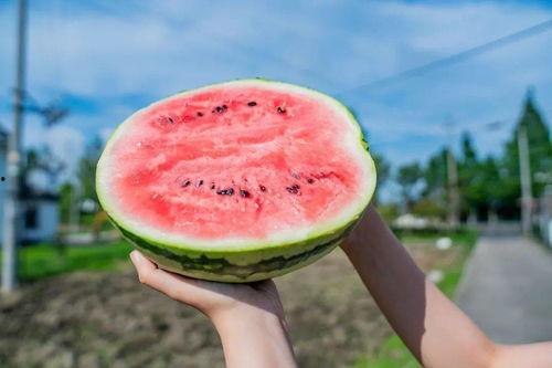 吃瓜系统特色,网络舆论场中的“瓜农”与“瓜果”